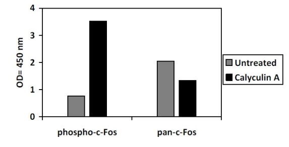 Sandwich ELISA - Phospho-c-Fos (T232) ELISA Kit (AB279757)