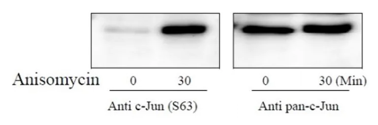 Sandwich ELISA - Phospho-c-Jun (S63) and Total c-Jun ELISA Kit (AB279844)