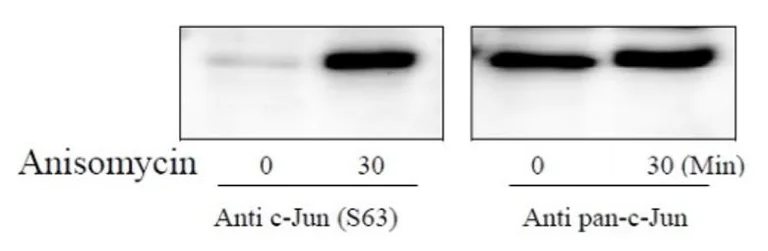 Sandwich ELISA - Phospho-c-Jun (S63) ELISA Kit (AB279843)