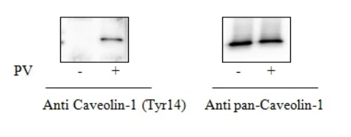Sandwich ELISA - Phospho-Caveolin-1 (Y14) and Total Caveolin-1 ELISA Kit (AB279755)