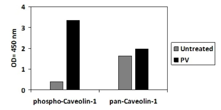 Sandwich ELISA - Phospho-Caveolin-1 (Y14) and Total Caveolin-1 ELISA Kit (AB279755)