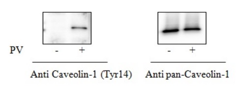 Sandwich ELISA - Phospho-Caveolin-1 (Y14) ELISA Kit (AB279754)