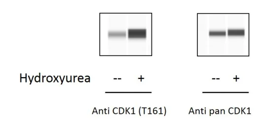 Sandwich ELISA - Phospho-CDK1 (T161) ELISA Kit (AB279756)