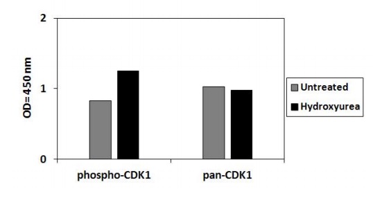 Sandwich ELISA - Phospho-CDK1 (T161) ELISA Kit (AB279756), expandable thumbnail