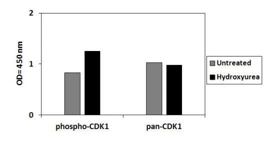 Sandwich ELISA - Phospho-CDK1 (T161) ELISA Kit (AB279756)