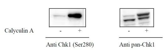 Sandwich ELISA - Phospho-Chk1 (S280) and Total Chk1 ELISA Kit (AB279760)