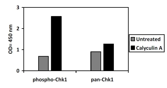 Sandwich ELISA - Phospho-Chk1 (S280) and Total Chk1 ELISA Kit (AB279760)