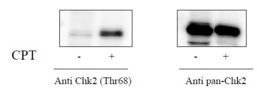 Sandwich ELISA - Phospho-Chk2 (T68) and Total Chk2 ELISA Kit (AB279762)