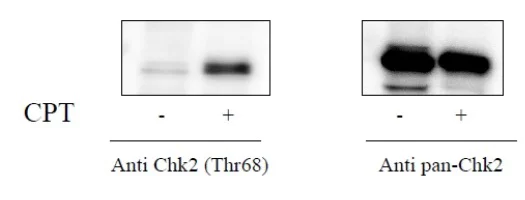 Sandwich ELISA - Phospho-Chk2 (T68) ELISA Kit (AB279761)