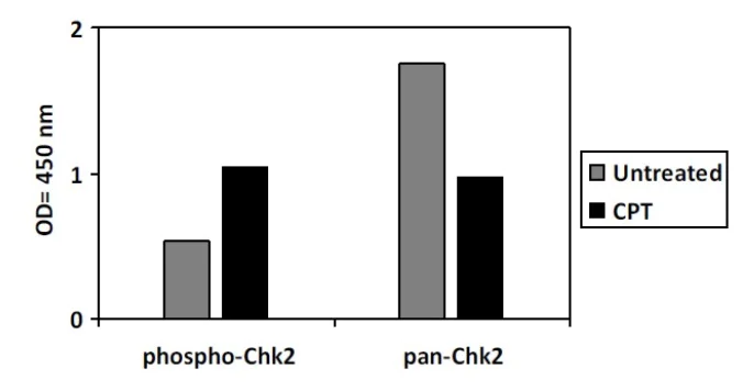 Sandwich ELISA - Phospho-Chk2 (T68) ELISA Kit (AB279761)