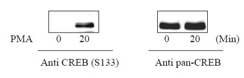 Sandwich ELISA - Phospho-CREB (S133) and Total CREB ELISA Kit (AB279764)