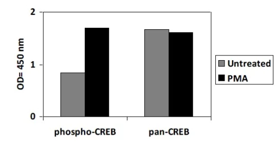Sandwich ELISA - Phospho-CREB (S133) and Total CREB ELISA Kit (AB279764)