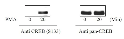 Sandwich ELISA - Phospho-CREB (S133) ELISA Kit (AB279763)