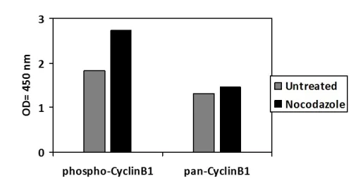 Sandwich ELISA - Phospho-Cyclin B1 (S126) and Total Cyclin B1 ELISA Kit (AB279767)