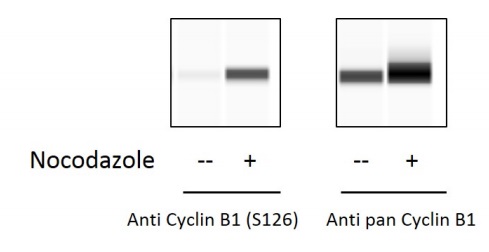 Sandwich ELISA - Phospho-Cyclin B1 (S126) ELISA Kit (AB279766)