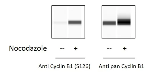 Sandwich ELISA - Phospho-Cyclin B1 (S126) ELISA Kit (AB279766)