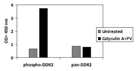 Sandwich ELISA - Phospho-DDR2 (Y740) ELISA Kit (AB279770)