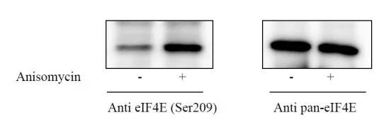 Sandwich ELISA - Phospho-eIF4E (S209) and Total eIF4E ELISA Kit (AB279777)