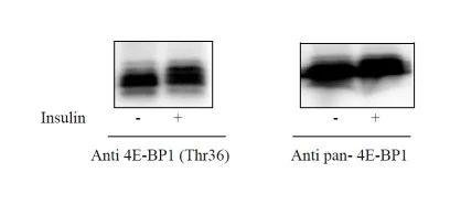 Sandwich ELISA - Phospho-eIF4EBP1 (T36) ELISA Kit (AB279725)