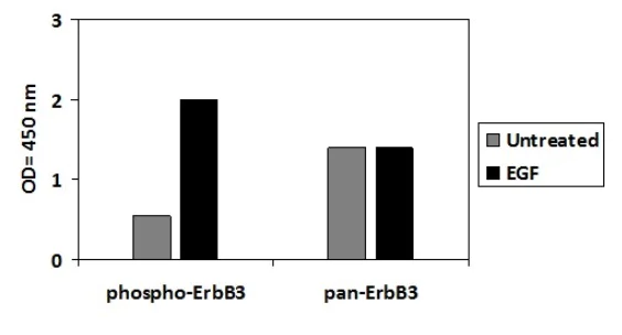 Sandwich ELISA - Phospho-ErbB3 / HER3 (Y1262) and Total ErbB3 / HER3 ELISA Kit (AB279791)
