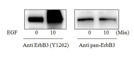 Sandwich ELISA - Phospho-ErbB3 / HER3 (Y1262) ELISA Kit (AB279790)