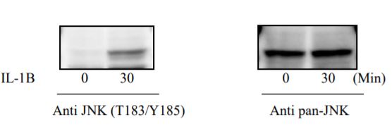 Sandwich ELISA - Phospho-ERK1/ERK2/JNK1/P38 ELISA Kit (AB279855), expandable thumbnail