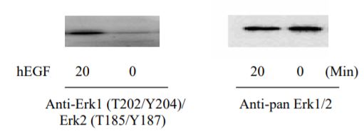 Sandwich ELISA - Phospho-ERK1/ERK2/JNK1/P38 ELISA Kit (AB279855), expandable thumbnail