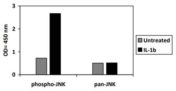 Sandwich ELISA - Phospho-ERK1/ERK2/JNK1/P38 ELISA Kit (ab279855), expandable thumbnail