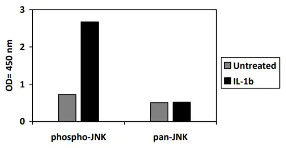Sandwich ELISA - Phospho-ERK1/ERK2/JNK1/P38 ELISA Kit (AB279855)
