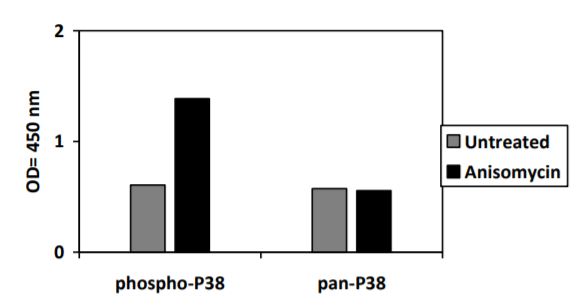 Sandwich ELISA - Phospho-ERK1/ERK2/JNK1/P38 ELISA Kit (AB279855), expandable thumbnail