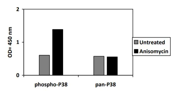 Sandwich ELISA - Phospho-ERK1/ERK2/JNK1/P38 ELISA Kit (AB279855)