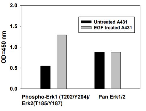 Sandwich ELISA - Phospho-ERK1/ERK2/JNK1/P38 ELISA Kit (ab279855), expandable thumbnail