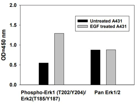 Sandwich ELISA - Phospho-ERK1/ERK2/JNK1/P38 ELISA Kit (AB279855)