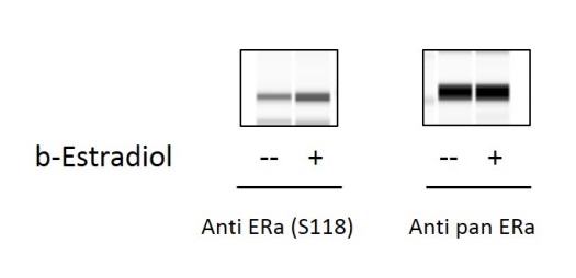 Sandwich ELISA - Phospho-Estrogen receptor alpha (S118) and Total Estrogen receptor alpha ELISA Kit (AB279787), expandable thumbnail