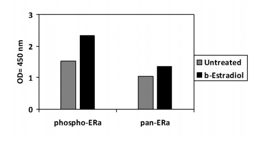 Sandwich ELISA - Phospho-Estrogen receptor alpha (S118) and Total Estrogen receptor alpha ELISA Kit (AB279787), expandable thumbnail