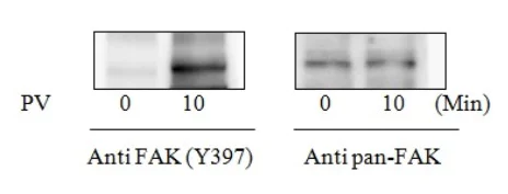 Sandwich ELISA - Phospho-FAK (Y397) ELISA Kit (AB279795)