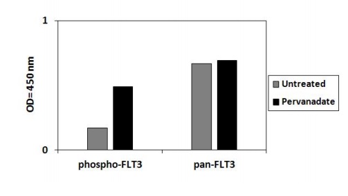 Sandwich ELISA - Phospho-Flt3 / CD135 (Y589) and Total Flt3 / CD135 ELISA Kit (AB279800), expandable thumbnail