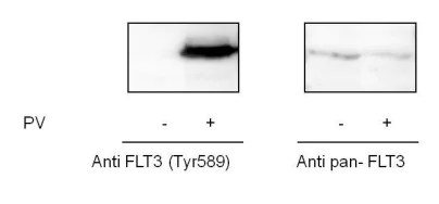 Sandwich ELISA - Phospho-Flt3 / CD135 (Y589) ELISA Kit (AB279799)