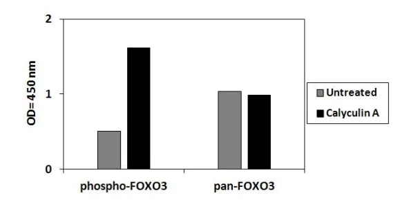 Sandwich ELISA - Phospho-FOXO3A (S253) ELISA Kit (AB279801)