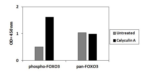 Sandwich ELISA - Phospho-FOXO3A (Ser253) and Total FOXO3A ELISA Kit (AB279802), expandable thumbnail