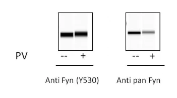 Sandwich ELISA - Phospho-Fyn (Y530) ELISA Kit (AB279808)