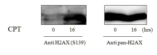 Sandwich ELISA - Phospho-gamma H2A.X (S139) and Total gamma H2A.X ELISA Kit (AB279817)