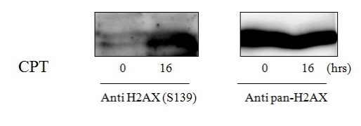 Sandwich ELISA - Phospho-gamma H2A.X (S139) ELISA Kit (AB279816), expandable thumbnail