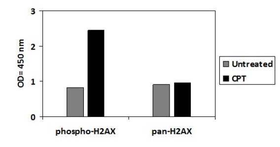 Sandwich ELISA - Phospho-gamma H2A.X (S139) ELISA Kit (AB279816), expandable thumbnail