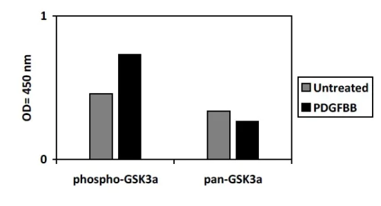 Sandwich ELISA - Phospho-GSK3 alpha (S21) and Total GSK3 alpha ELISA Kit (AB279813)