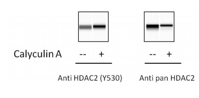 Sandwich ELISA - Phospho-HDAC2 (S394) ELISA Kit (AB279818), expandable thumbnail