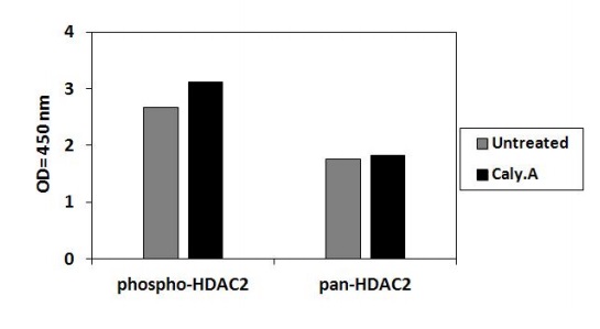 Sandwich ELISA - Phospho-HDAC2 (S394) ELISA Kit (AB279818), expandable thumbnail