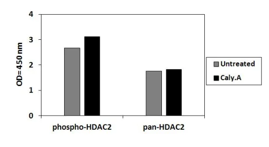 Sandwich ELISA - Phospho-HDAC2 (S394) ELISA Kit (AB279818)