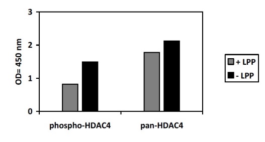 Sandwich ELISA - Phospho-HDAC4 (S632) and Total HDAC4 ELISA Kit (AB279821), expandable thumbnail