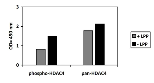 Sandwich ELISA - Phospho-HDAC4 (S632) ELISA Kit (AB279820)
